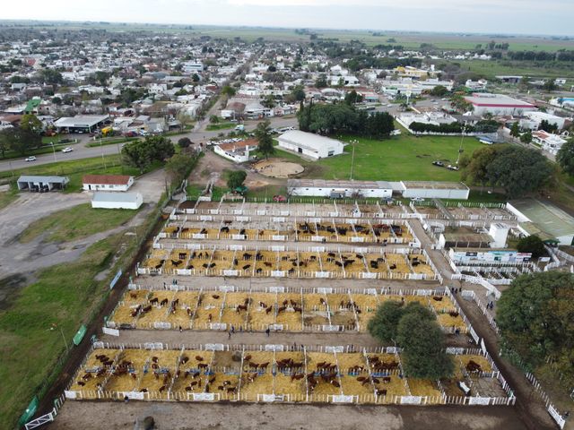 San Justo fue escenario de un gran remate de genética con Los Charabones, Don Pedro y Don Chiquito