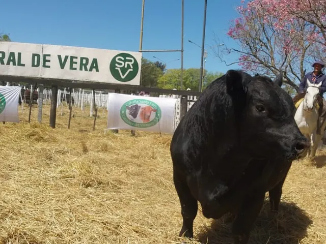 MÁS DE 150 REPRODUCTORES SE SUBASTARON EN EL 11° GRAN REMATE DEL NORTE SANTAFESINO EN VERA