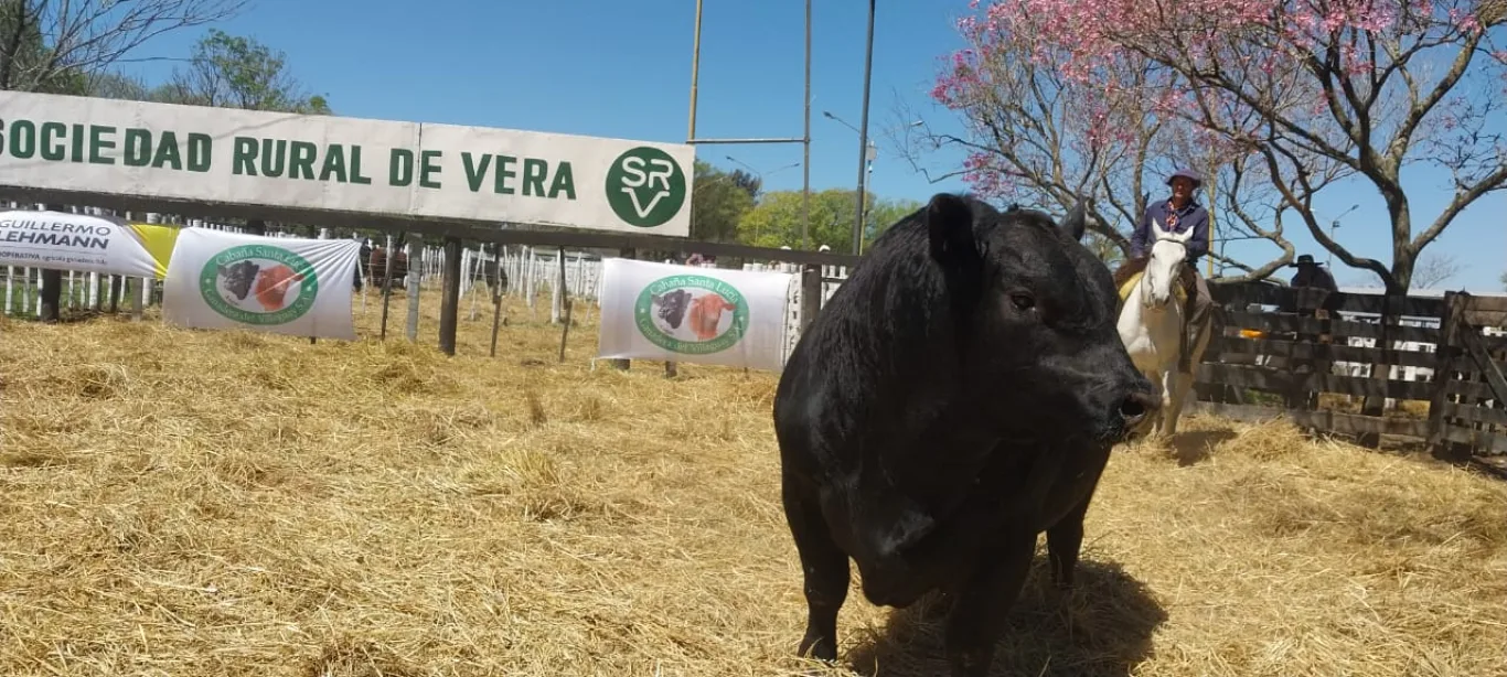 MÁS DE 150 REPRODUCTORES SE SUBASTARON EN EL 11° GRAN REMATE DEL NORTE SANTAFESINO EN VERA