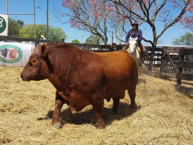 MÁS DE 150 REPRODUCTORES SE SUBASTARON EN EL 11° GRAN REMATE DEL NORTE SANTAFESINO EN VERA